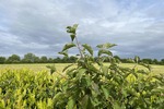 Charmant und exklusiv - Zweifamilienhaus Freden | Angebot:21621229